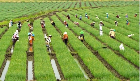 Kebijakan Pemerintah dalam Mendorong Pertanian Berkelanjutan di Desa